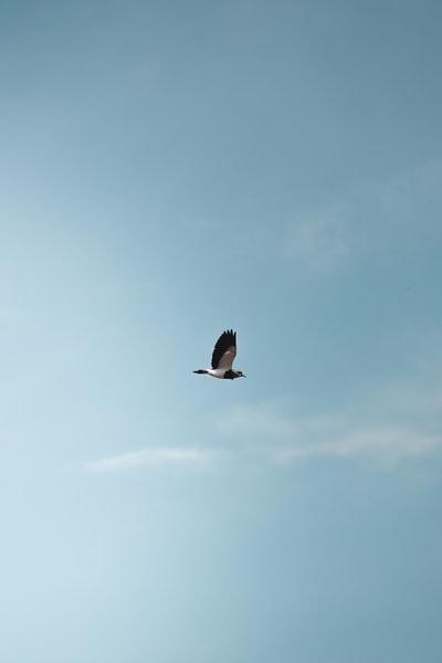 Black and white bird flying in the blue sky during the day
